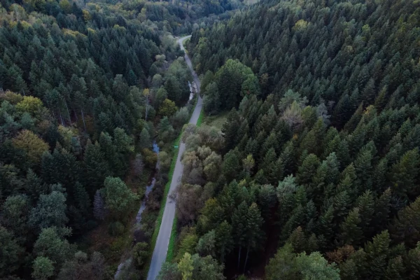 Widok z lotu ptaka na asfaltową drogę wijącą się przez gęsty, zielony las.